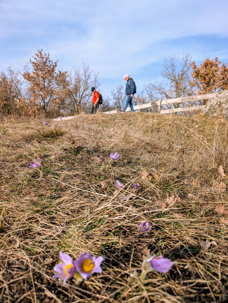 Kuhschellen auf der Wiese