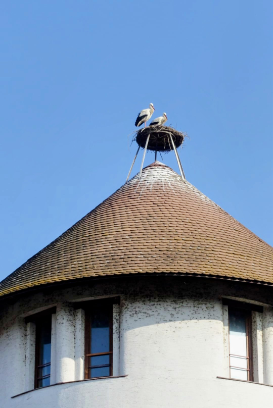 Dachspitze mit Storchennest und zwei Störchen