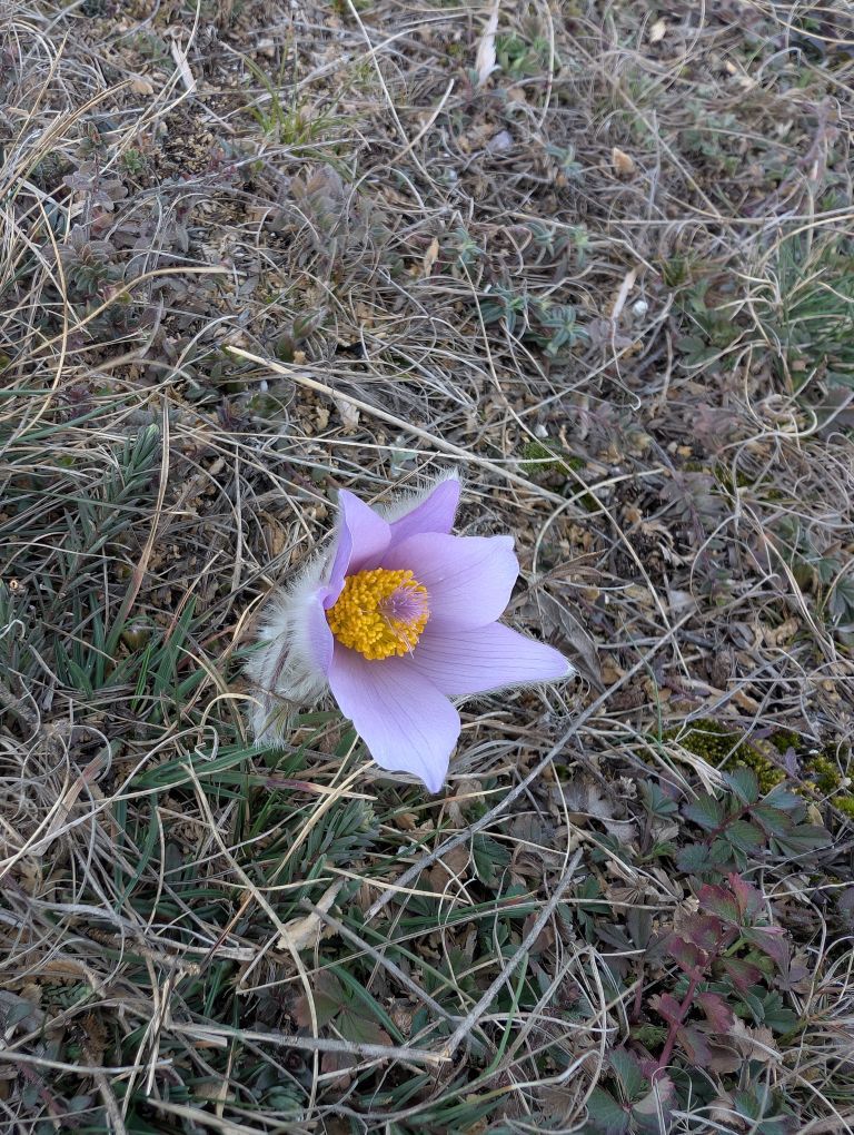 lila Blüte mit gelbem Inneren