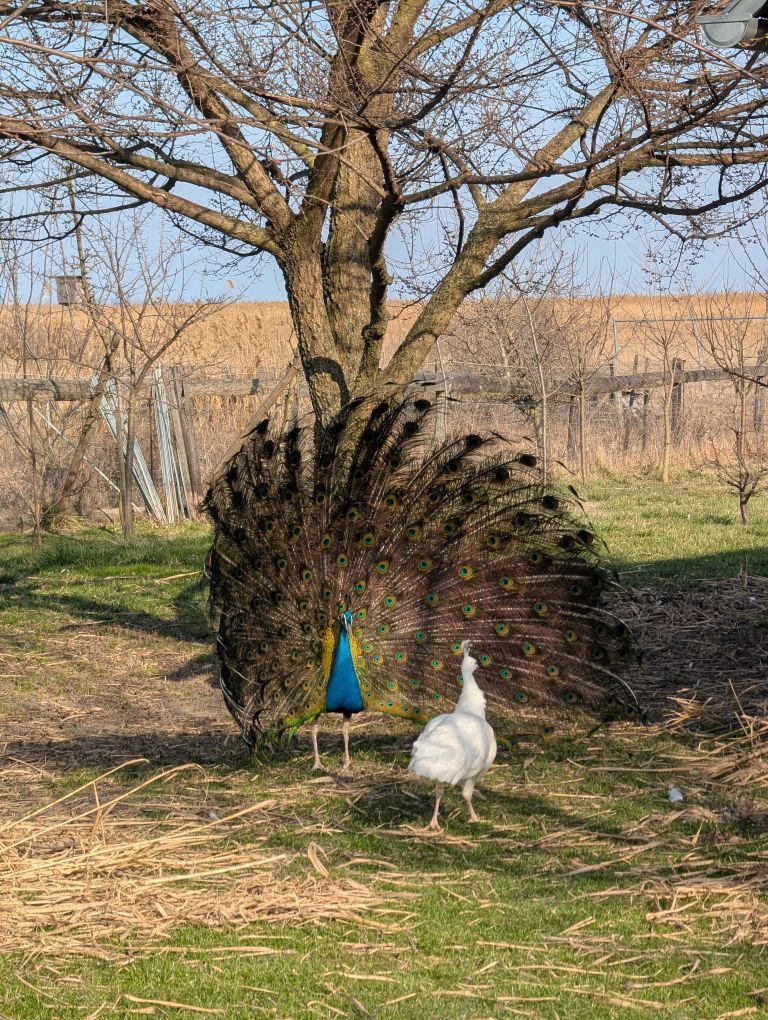 Männlicher Pfau, der gerade ein Rad schlägt, und ein weiblicher weißer Pfau.