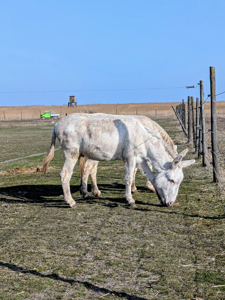 Zwei grasende weiße Esel