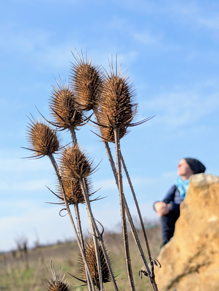 Die verdorrten Blüten der großen Karde vom Vorjahr