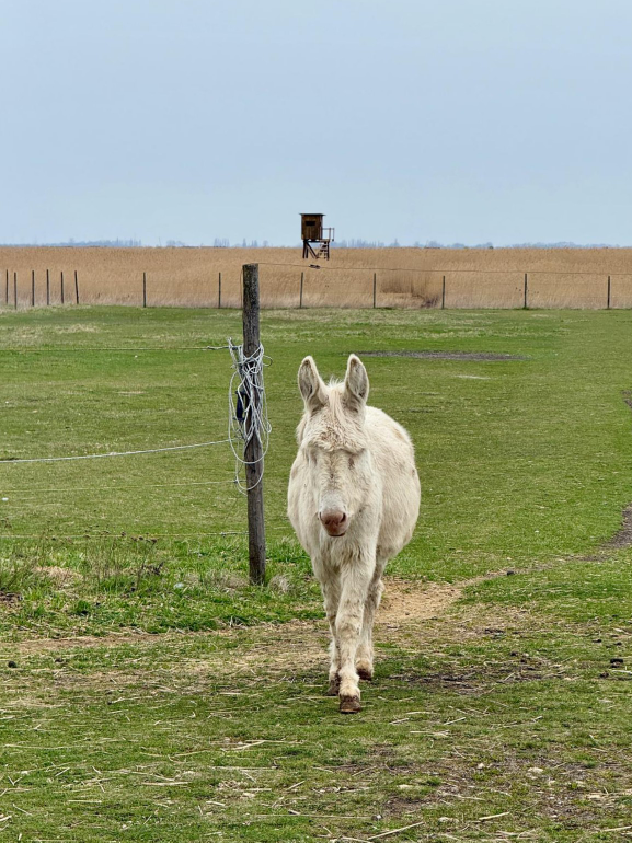 Ein weißer Esel.
