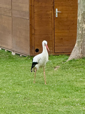 Ein Storch spaziert auf der Wiese.