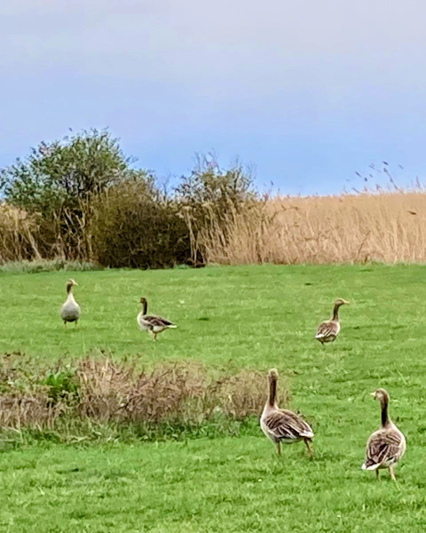 Eine Wildgänseschar auf der Wiese