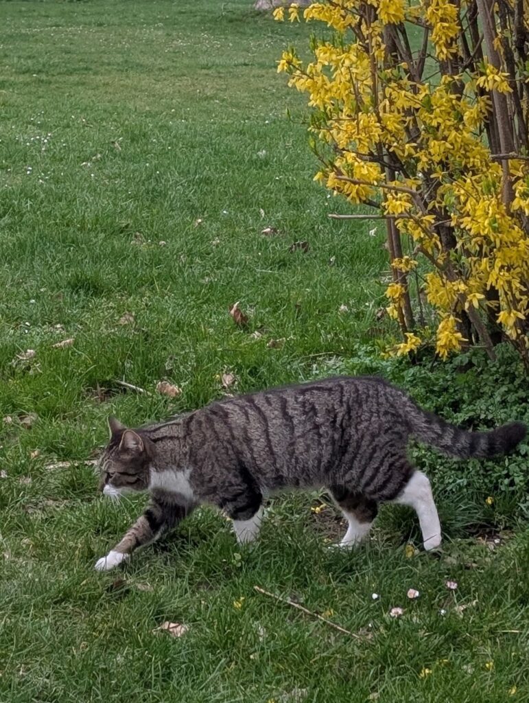Katze auf der Wiese
