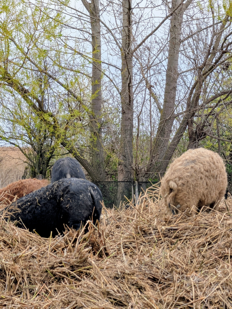 4 wollig Schweine steccken ihre Schnauzen in den Misthaufen.