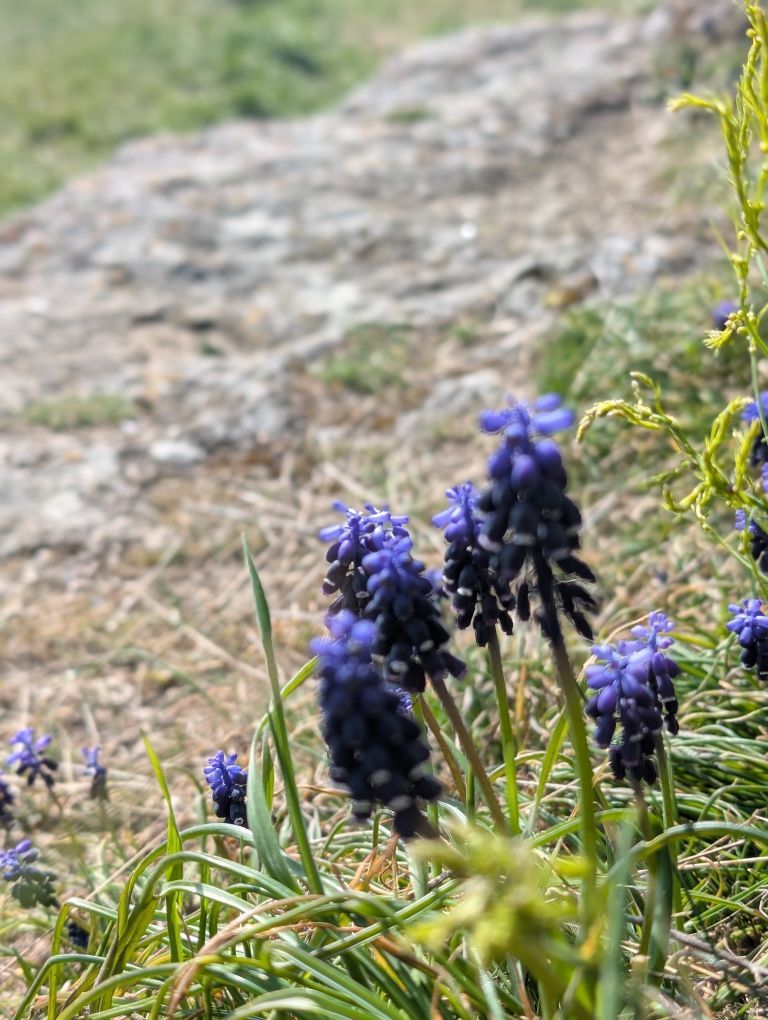 Blaue, traubige Blüte