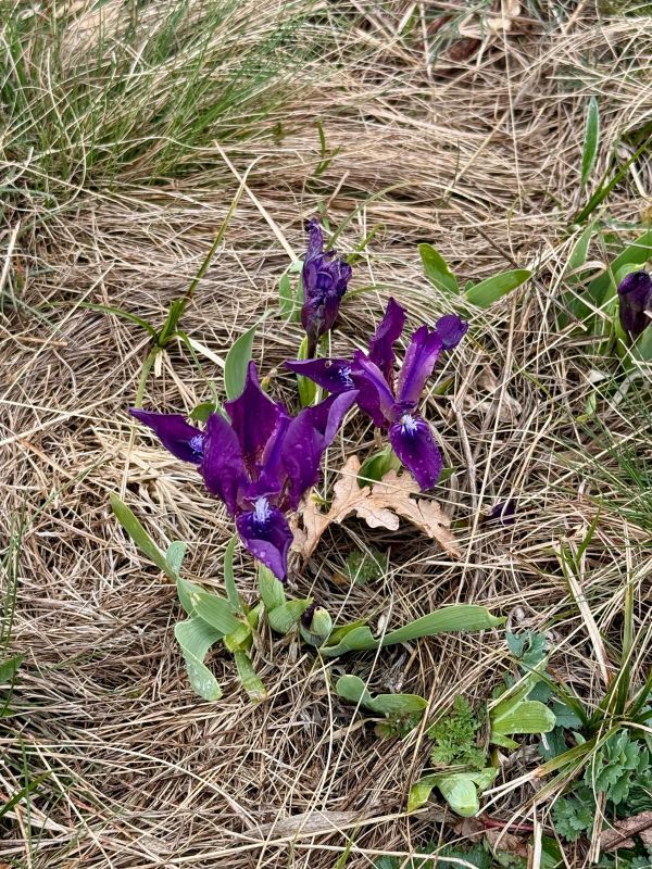 Drei blaue, bodennahe Blüten