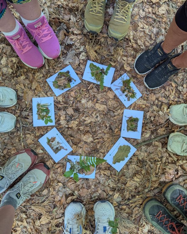 selbst gestaltete Grußkarten, auf dem Waldboden im Kreis aufgelegt.