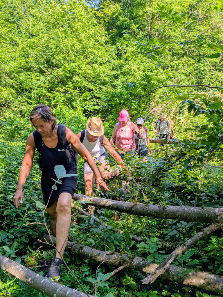Die Gruppe im Gänsemarsch durch den dichten Wald