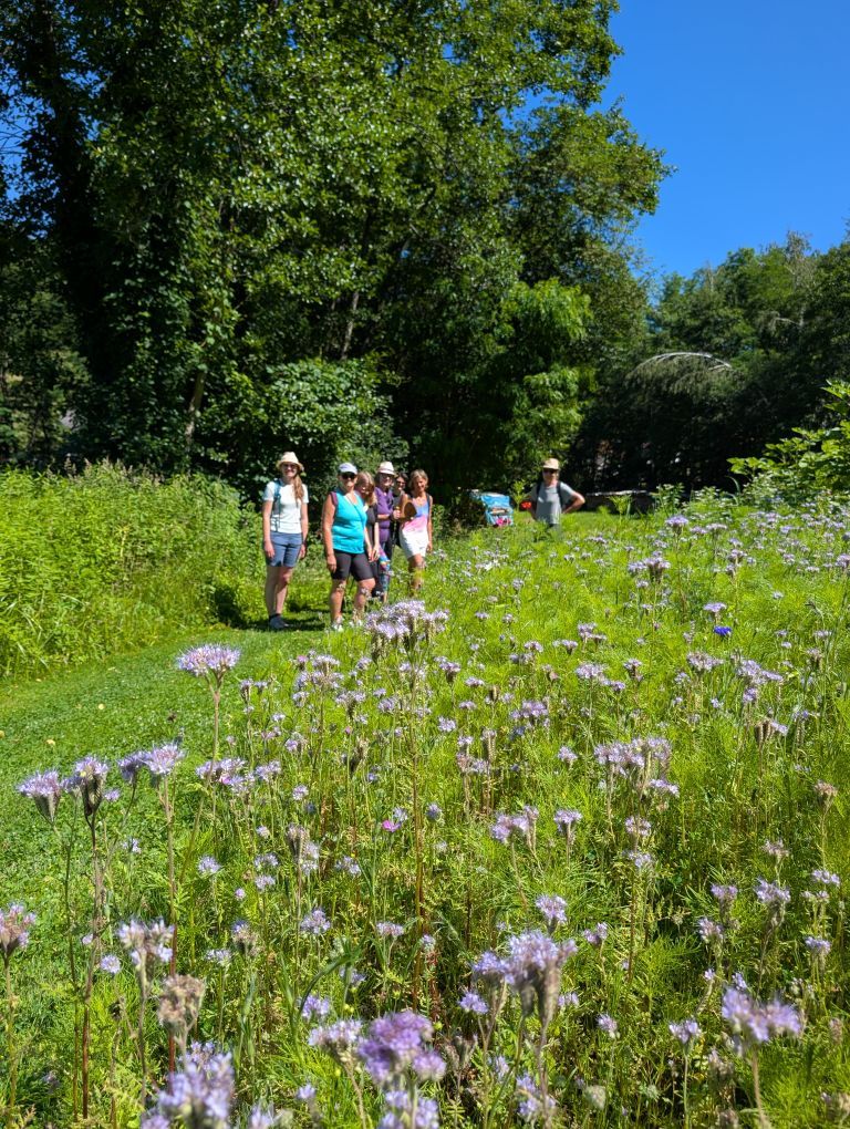 Blühende Blumenwiese - im Hintergrund die Gruppe
