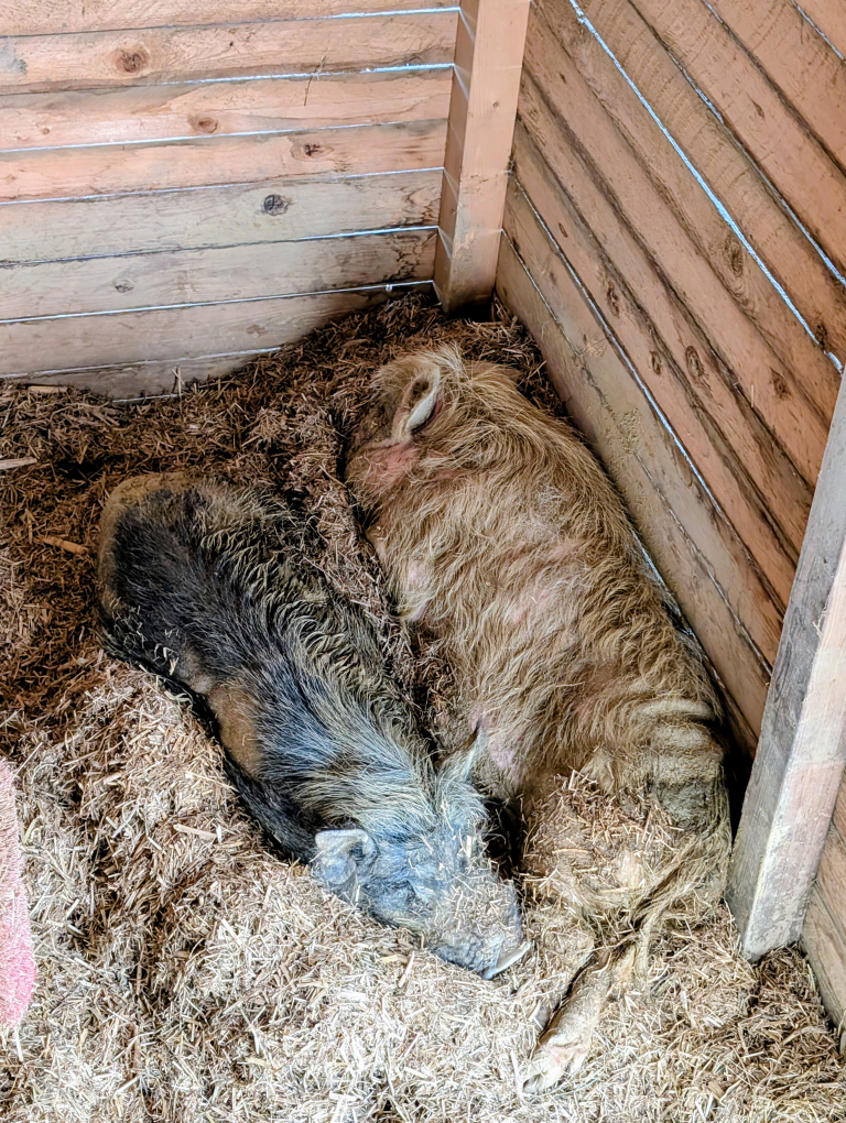 Zwei nebeneinander schlafende Schweine
