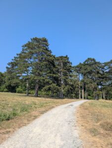 Föhrenhain von Weitem - Feldweg, am Ende eine hohe Nadelbaumgruppe