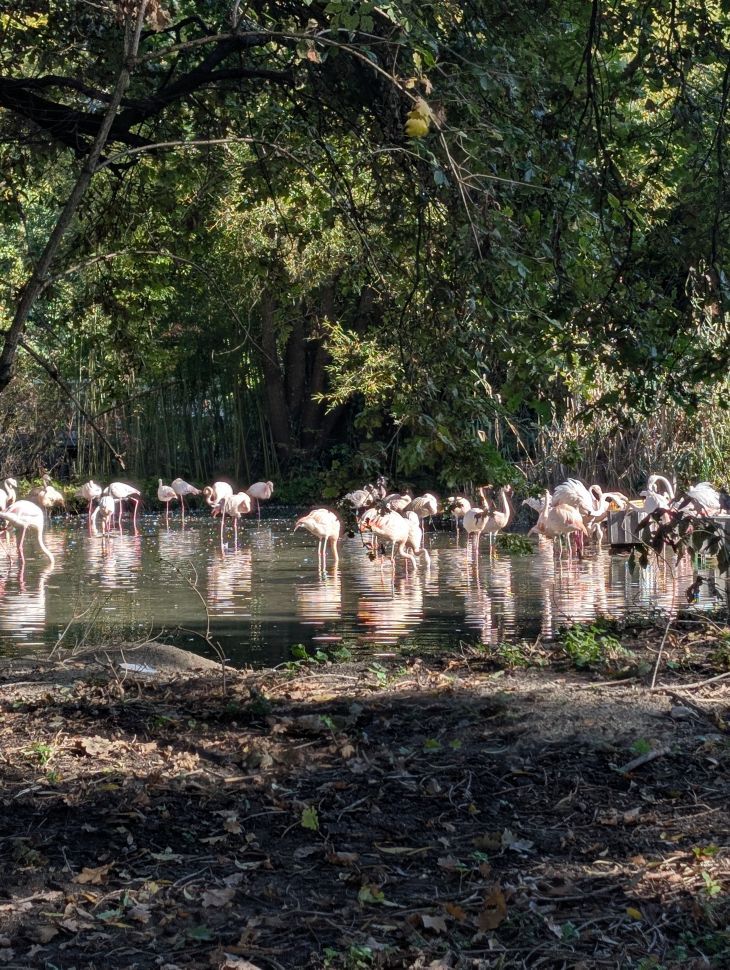 Ein Teich mit Flamingos
