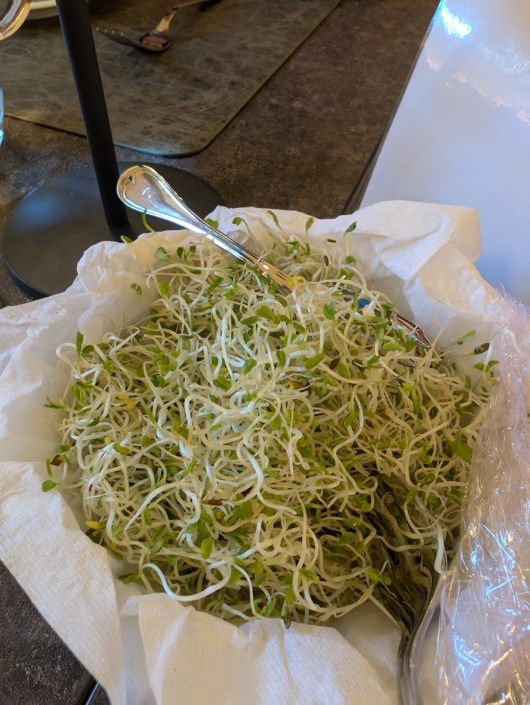 Schüssel prallvoll mit Alfalfa-Sprossen