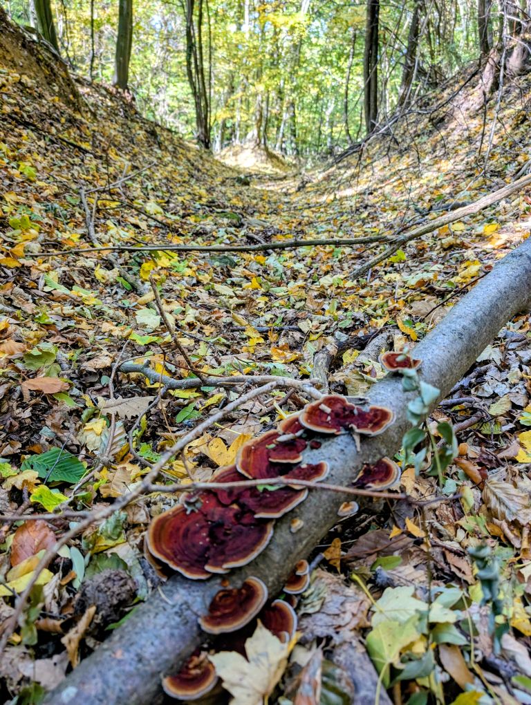 Baumpilze im bunten Laub