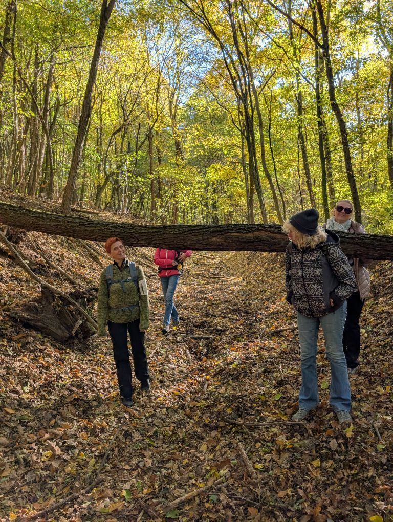 Ein Hohlweg mit einem umgestürzten Baum