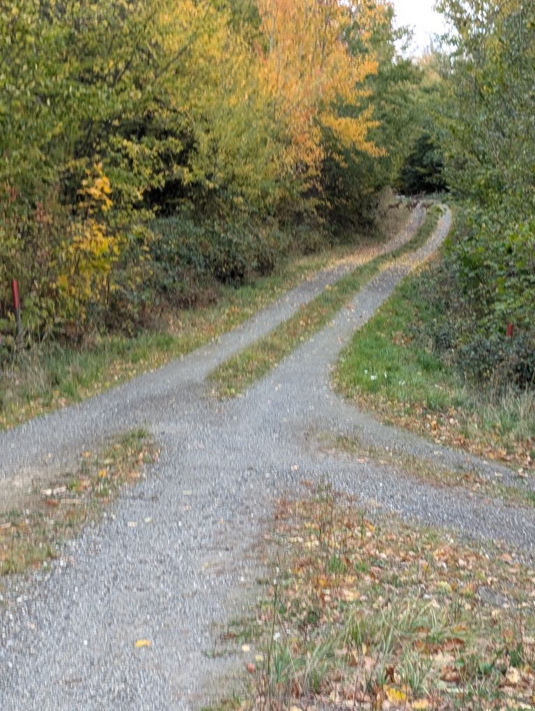 Waldweg - In der Ferne Tiere die den Weg kreuzen